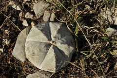 Astrophytum myriostigma