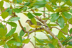 Emberiza cabanisi