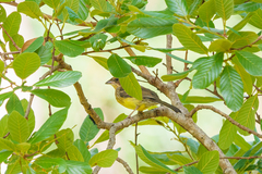 Emberiza cabanisi