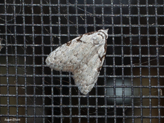 Nola triquetrana