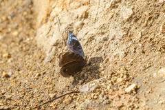 Junonia artaxia