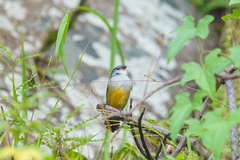 Coccopygia quartinia