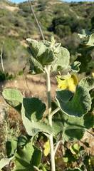 Malacothamnus davidsonii