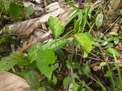 Passiflora riparia