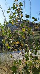 Malacothamnus davidsonii