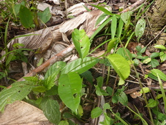 Passiflora riparia