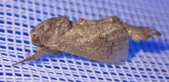 Noctuoidea