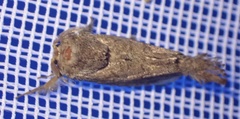 Noctuoidea