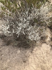 Leucophyllum candidum