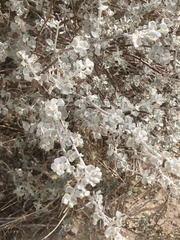 Leucophyllum candidum