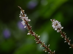 Bistorta amplexicaulis