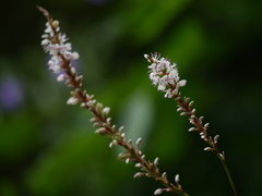 Bistorta amplexicaulis
