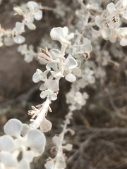Leucophyllum candidum