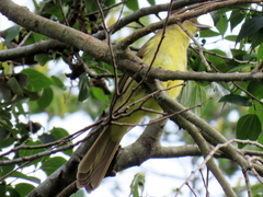 Chlorocichla flaviventris flaviventris