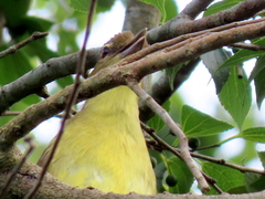 Chlorocichla flaviventris flaviventris