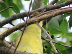 Chlorocichla flaviventris flaviventris