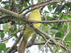 Chlorocichla flaviventris flaviventris