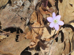 Hepatica americana