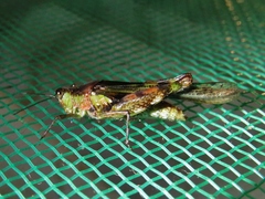 Paulinia acuminata