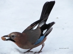 Garrulus glandarius