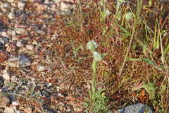 Cryptantha crassisepala elachantha