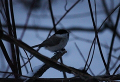 Poecile palustris