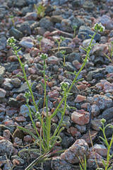 Cryptantha pterocarya pterocarya