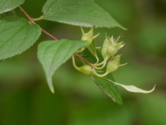 Philadelphus tomentosus