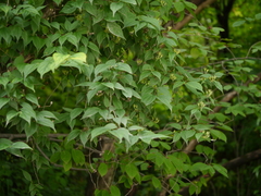 Philadelphus tomentosus