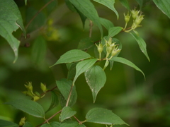 Philadelphus tomentosus