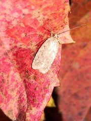 Agonopterix