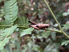 Psiloscirtus olivaceus