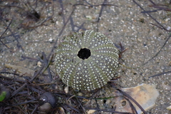Psammechinus miliaris