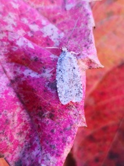 Agonopterix