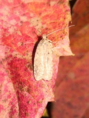 Agonopterix