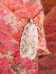 Agonopterix