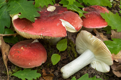 Russula rubra