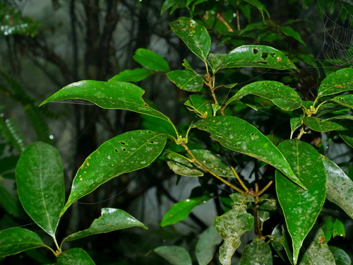 Lithocarpus taitoensis, photograph 4