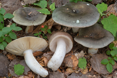 Russula medullata