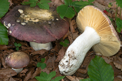 Russula romellii