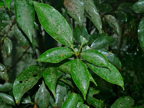 Lithocarpus taitoensis, photograph 6