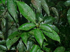Lithocarpus taitoensis, photograph (c) Jacy Chen, some rights reserved (CC BY)