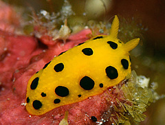 Phyllidia polkadotsa