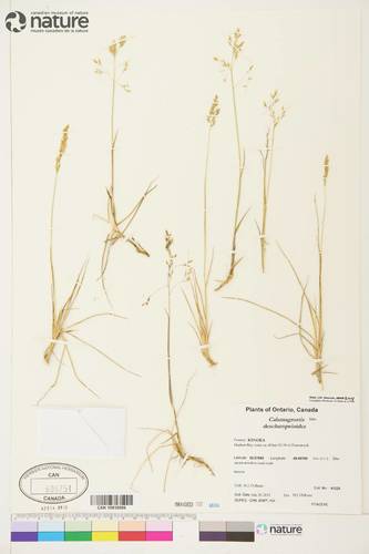 circumpolar reedgrass (Calamagrostis deschampsioides)