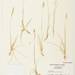 Calamagrostis deschampsioides - Photo (c) Michael John Oldham, algunos derechos reservados (CC BY-NC), subido por Michael John Oldham