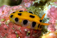 Phyllidia polkadotsa