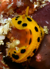 Phyllidia polkadotsa