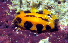 Phyllidia polkadotsa