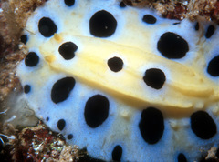 Phyllidia polkadotsa
