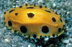 Phyllidia polkadotsa